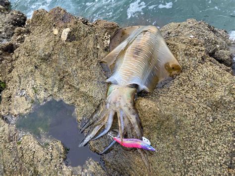 【長崎エギング】平戸生月島の西側「生月漁港」「壱部浦港」は有名な釣り場 ガルゾウブログ