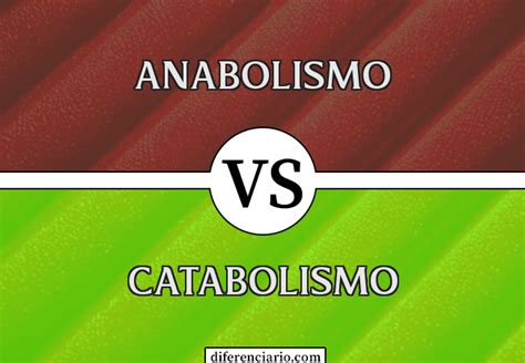 Diferen A Entre Anabolismo E Catabolismo