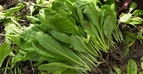 What Is Mustard How To Plant Grow And Harvest Mustard Greens