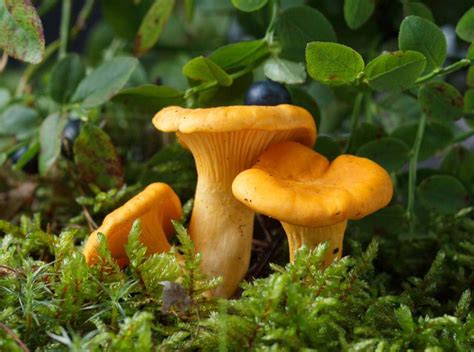 Bolet jaune identification récolte et utilisation en cuisine