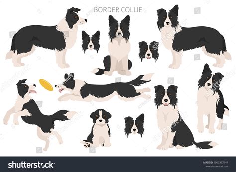 Border Collies Over 5 209 Royalty Free Licensable Stock Vectors And Vector Art Shutterstock