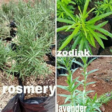 Jual Paket Tanaman Pengusir Nyamuk Rosemary Lavender Zodiak Tanaman