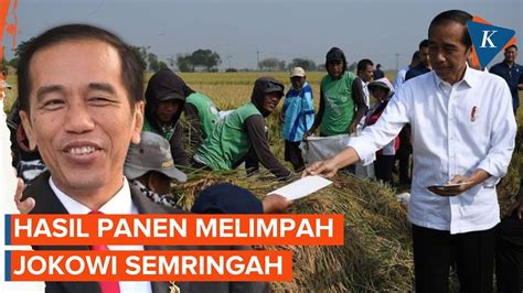 Jokowi Senang Panen Padi Di Subang Capai Ton Per Hektare Youtube