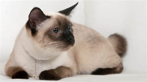 Chocolate Point Siamese Cat Breed Overview Traits Variations And More