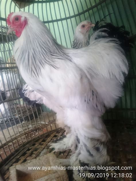 081390418867 Toko Jual Ayam Hias 089637822311 Mengenal Ayam Hias