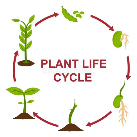 Plant Life Cycle Stock Illustrations – 10,517 Plant Life Cycle Stock Illustrations, Vectors ...