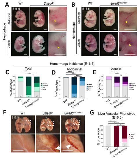 Smad6 Functions In Embryonic Endothelial Cells A B Representative