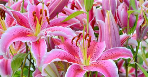 Pink Tiger Lily Care: Everything You Need To Know - GFL Outdoors