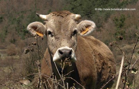 Cu Nto Pesa Una Vaca Aproximadamente Botanical Online