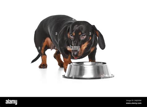 Beautiful Purebred Dog Dachshund Eating Drinking Water Isolated Over