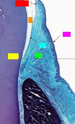 Lec 101 Exam 1 Anatomy Of The Periodontium Flashcards Quizlet