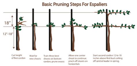 Espalier Curran Apple Orchard