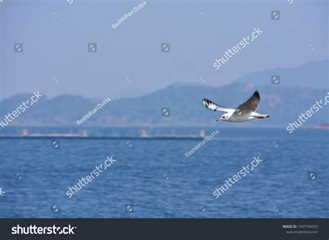 Flying Seagull Over Patratu Dam Ranchi Stock Photo 1337795633 | Shutterstock