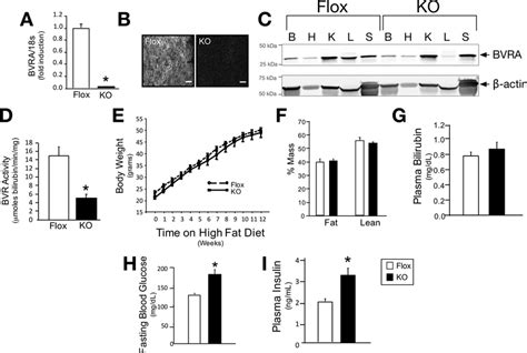 Liver Specific Knock Out Of Bvra In Mice Increases Blood Glucose A