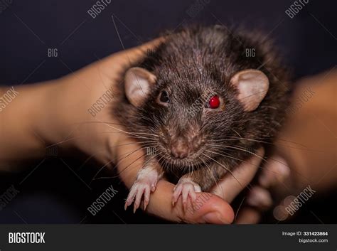 Black And White Dumbo Rat