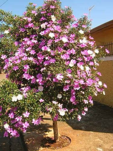 Manac Tibouchina Mutabilis Sementes De Flor Para Mudas R Em