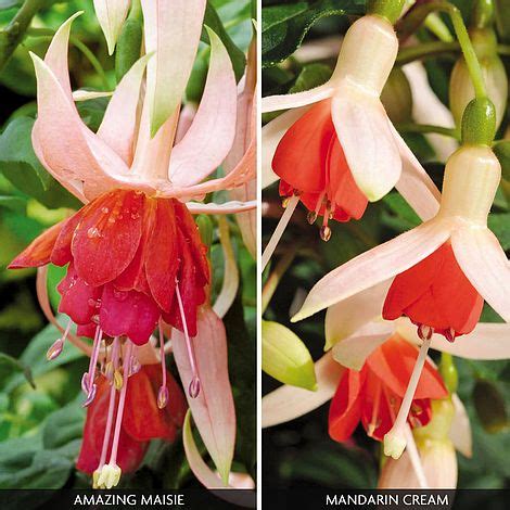 Fuchsia Orange Duo Van Meuwen