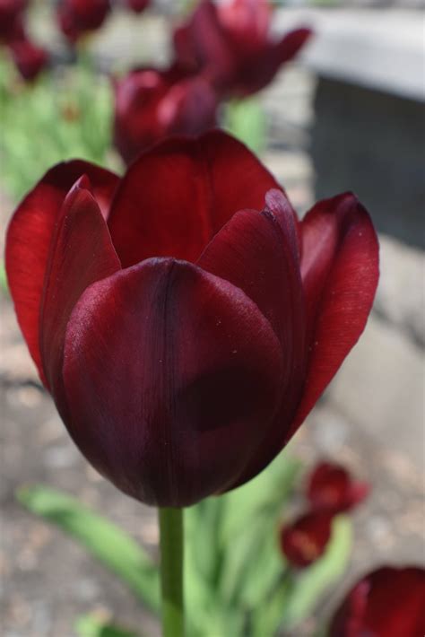 Tulipa National Velvet Liliaceae Twacar Flickr