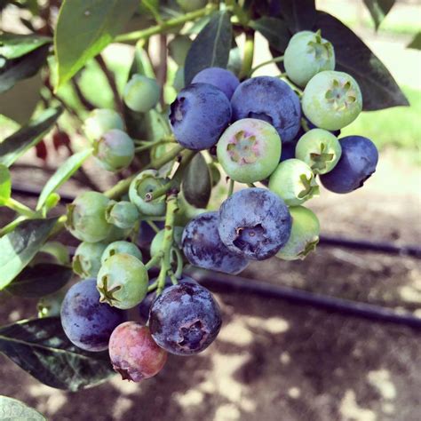 Oregon Agriculture Oregon Blueberry Industry