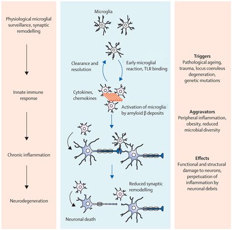 Neuroinflammation In Alzheimer S Disease The Lancet Neurology