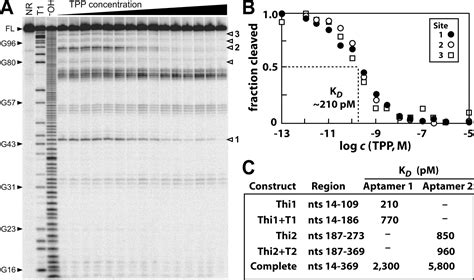 Ligand Binding And Gene Control Characteristics Of Tandem Riboswitches