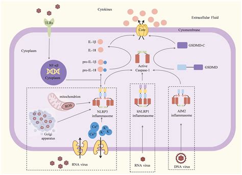 Frontiers Inflammasome Activation By Viral Infection Mechanisms Of