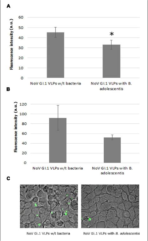 Figure From Viral Binding Inhibition Test On Mnv Detected By Rt