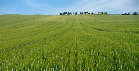 Frumento Tenero Le Variet Migliori Per La Semina