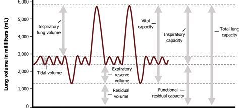 Lung Volumes And Compliance Pulmonary Physiology For Pre Clinical