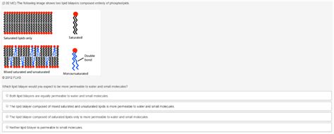 Solved (2.02 MC) The following image shows two lipid | Chegg.com