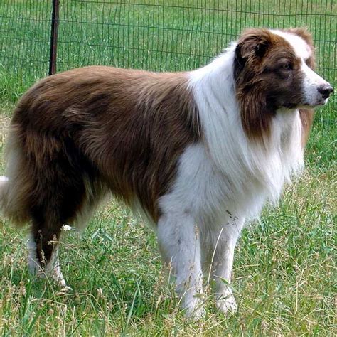 Border Collie Reference Sires | Rising Sun Farm