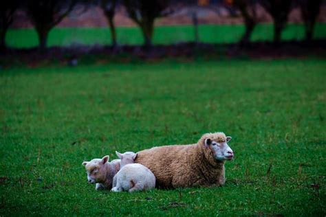 He Makes Me Lie Down in Green Pastures – His Kingdom His Glory