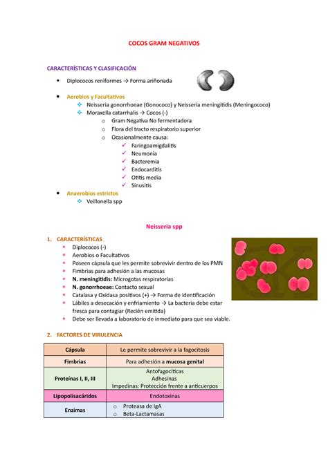 Clase Cocos Cocos Gram Negativos Caracter Sticas Y