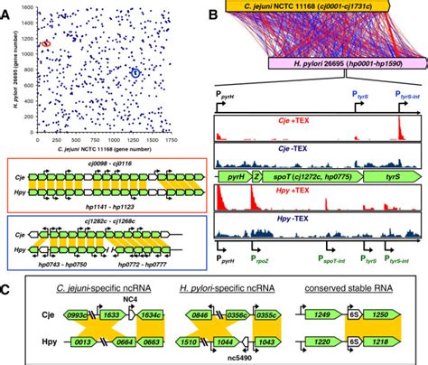 The Lack Of Genome Synteny Between C Jejuni And H Pylori At The Level