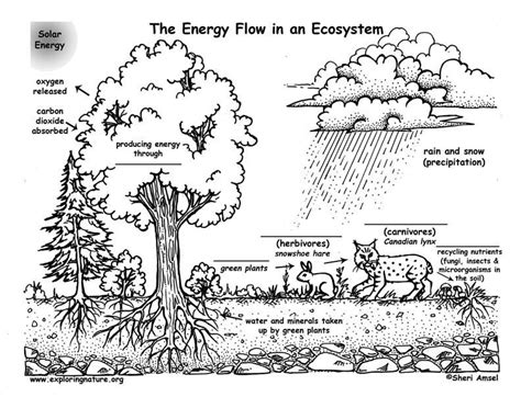 Food Webs The Nutrient Cycle