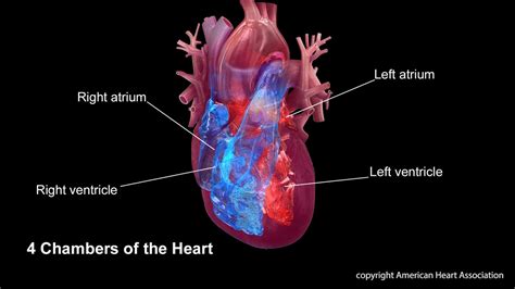 Ahaasa Medical Graphics And Illustrations American Heart Association