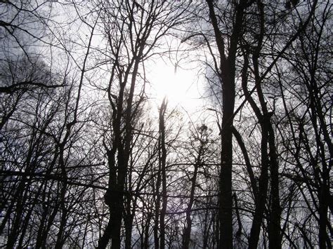 Fondos de pantalla luz de sol Árboles bosque monocromo naturaleza