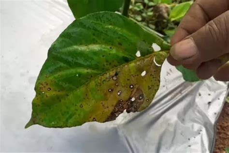 Cara Mengatasi Bercak Daun Pada Tanaman Cabai Gunakan Bahan Ini