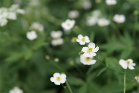 White Daisy on Grass Field · Free Stock Photo