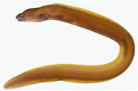 Echidna