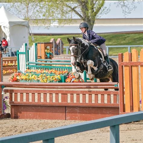 Horses For Sale Sweet... - Horses For Sale Sweet Talk Stables