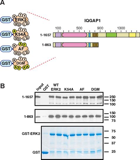 Figure 3 From The WW Domain Of The Scaffolding Protein IQGAP1 Is