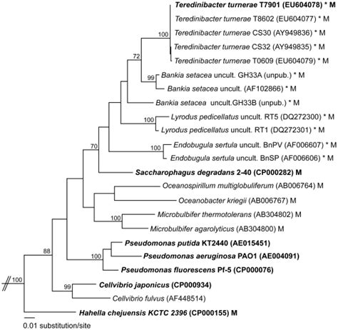 A Maximum Likelihood Ml Tree Based On Comparative Analysis Of 16s