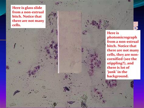 Canine Vaginal Cytology Final Pptx