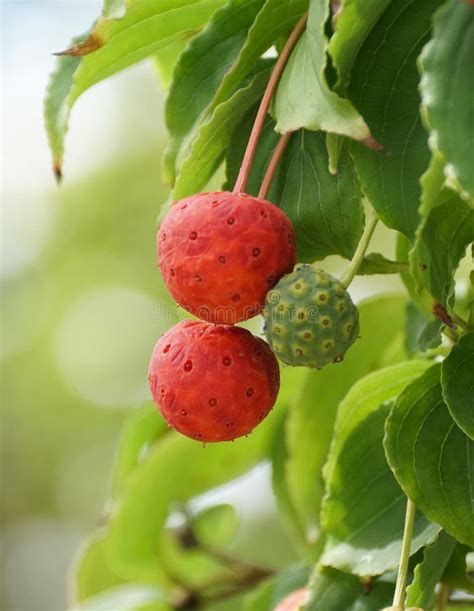 Red And Green Tiny Fruits Of Japanese Flowering Dogwood Tree With