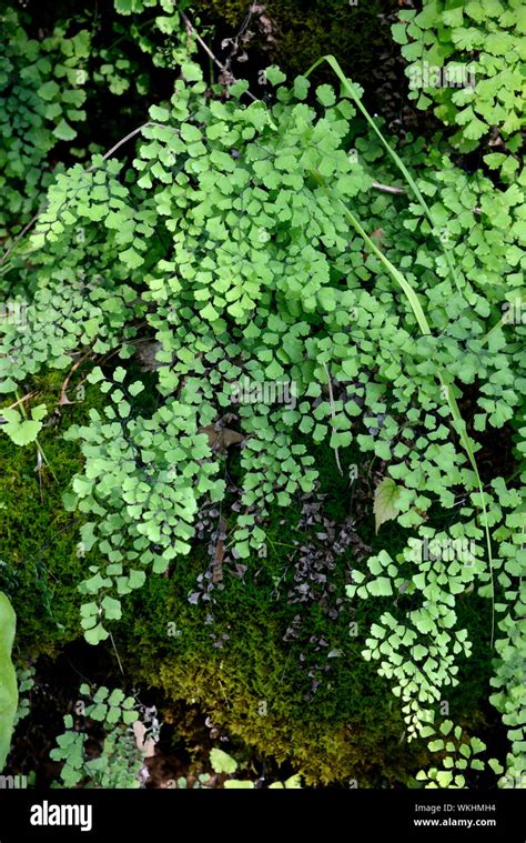 Adiantum Capillus Veneris Fern Variously Known As Maidenhair Fern