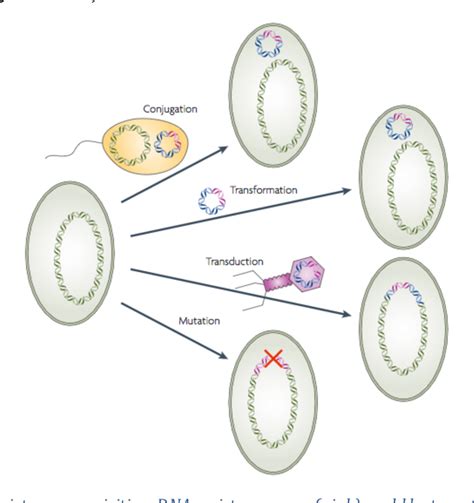 Figure 1 2 From Genetic And Phenotypic Characterisation Of An ABC