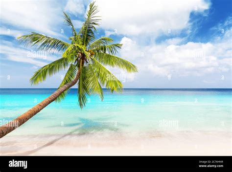 Coconut Palm trees on white sandy beach in Punta Cana, Dominican ...