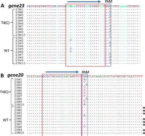 Figure 3 From Engineering Of Bacteriophage T4 Genome Using Crispr Cas9