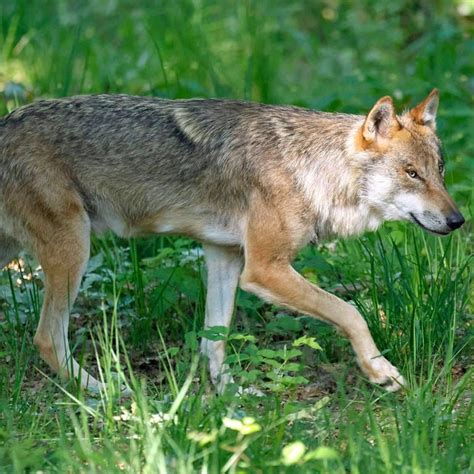 Verdacht bestätigt in Laichingen gefundener Kadaver war Wolf SWR Aktuell